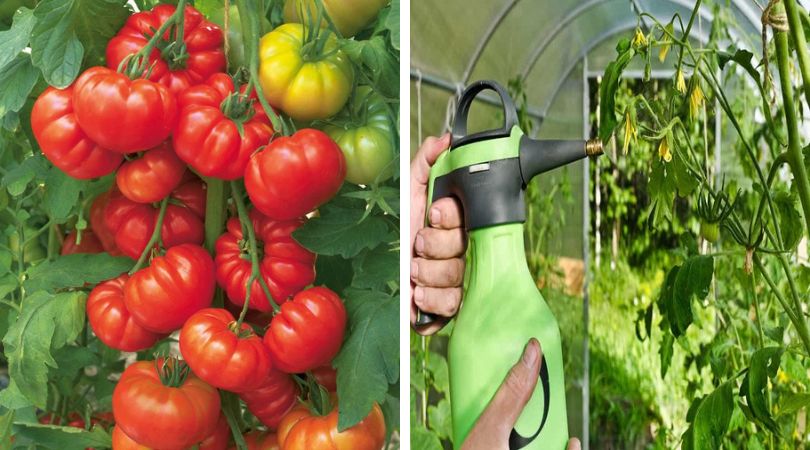 7 Simple Tips To Maximize Your Tomato Harvest