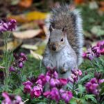 8-Simple-Humane-Ways-to-Deter-Squirrels-from-Your-Garden