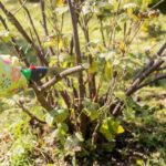9 Common Mistakes in Pruning that Might Kill Your Plants