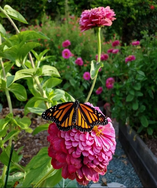 Adding flowers that attract pollinators to your garden