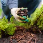 Avoid the 4 Worst Mulching Mistakes and Save your Garden From Weeds Forever!