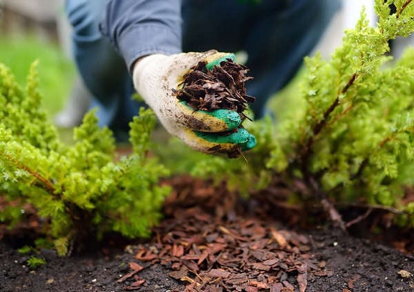 Avoid the 4 Worst Mulching Mistakes and Save your Garden From Weeds Forever!