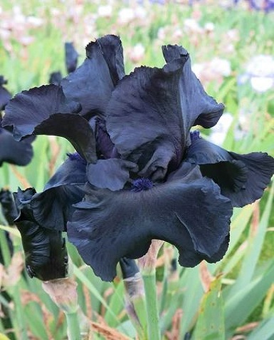 Black-Bearded-Iris