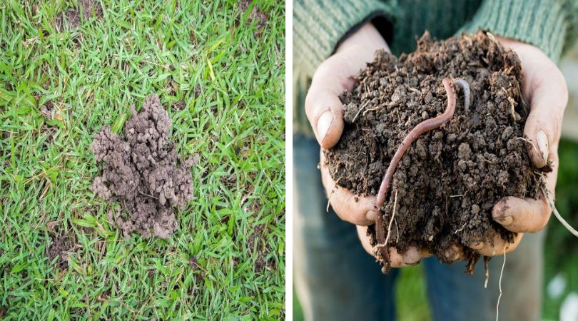 Earthworms-enhance-soil-quality-overall