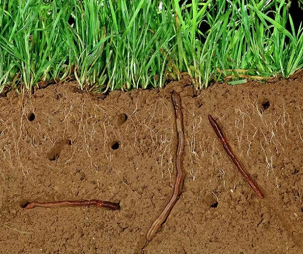 Earthworms improve soil drainage