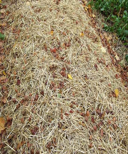 How To Protect A Garden Without Using A Cover Crop