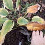 How to Care For Your Hostas This Fall