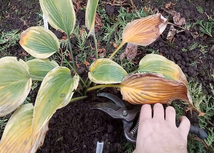 How to Care For Your Hostas This Fall