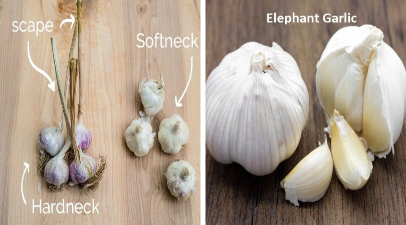 How-to-Choose-the-Right-Garlic