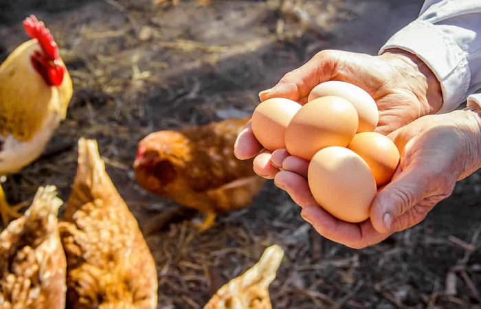 How to Get More Chicken Eggs in 7 Easy Steps