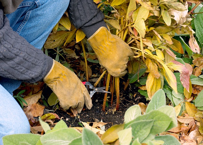 How to Get Rid of Weeds in Your Flower Beds This Fall