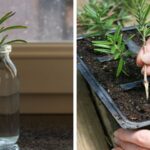 How to Grow Rosemary from Cuttings