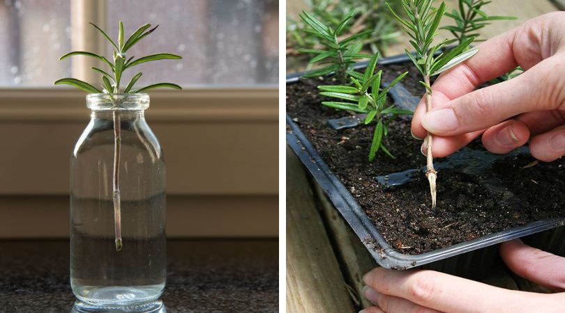 How to Grow Rosemary from Cuttings
