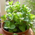 How to Grow the Best Tasting Mint Ever