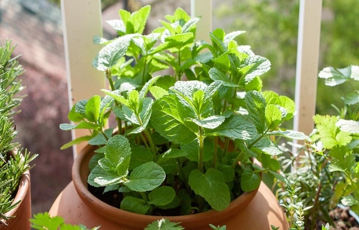 How to Grow the Best Tasting Mint Ever