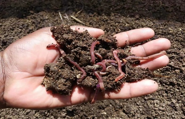 How-to-Increase-Earthworm-Populations