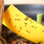 How to Permanently Eliminate Gnats from Your Home
