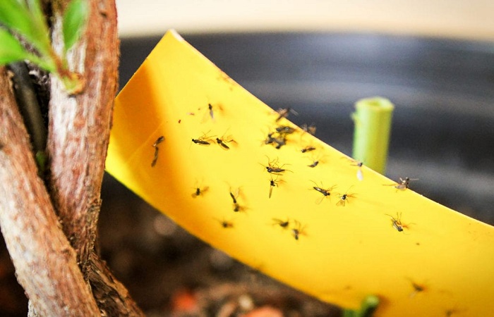 How to Permanently Eliminate Gnats from Your Home