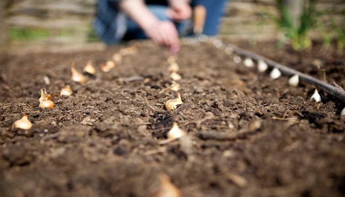 How to Plant Garlic & Onions This Fall