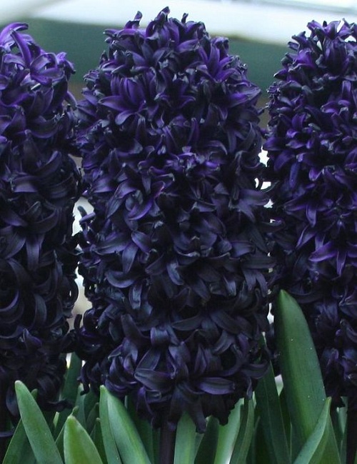Hyacinth-Dark-Dimension