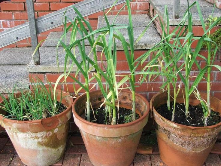 Instructions-for-a-Successful-Potted-Garlic-Crop