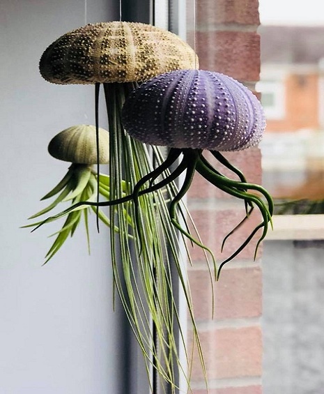 Jellyfish-air-plant