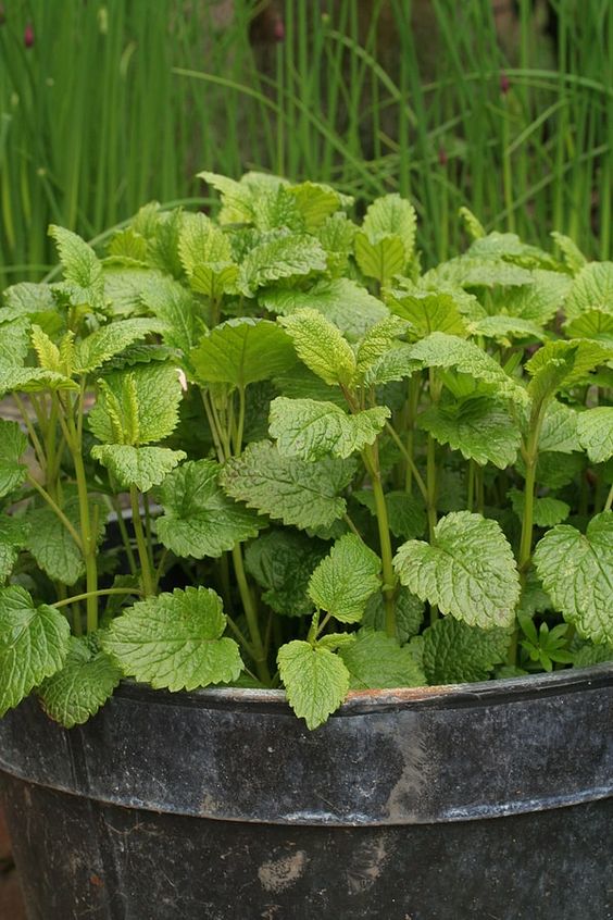 Lemon Balm