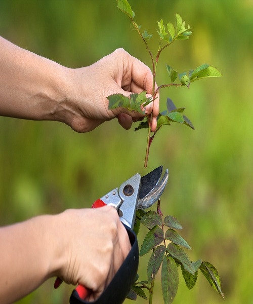 Neglecting to prune your plants