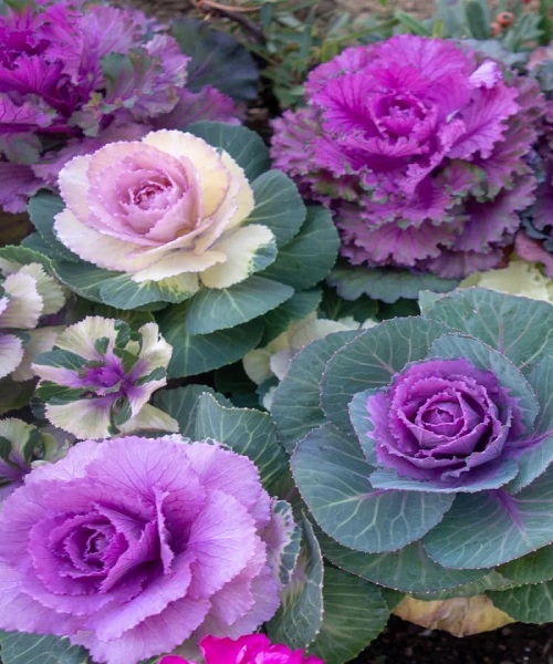 Ornamental cabbage and kale