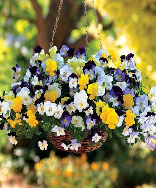 PICK-COLOR-FROM-WINTER-PANSIES-AND-VIOLAS
