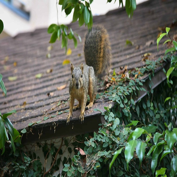 PREVENT SQUIRREL ACCESS TO YOUR LOFT