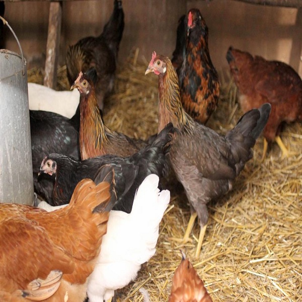 Prepare your chicken coop for the coming winter