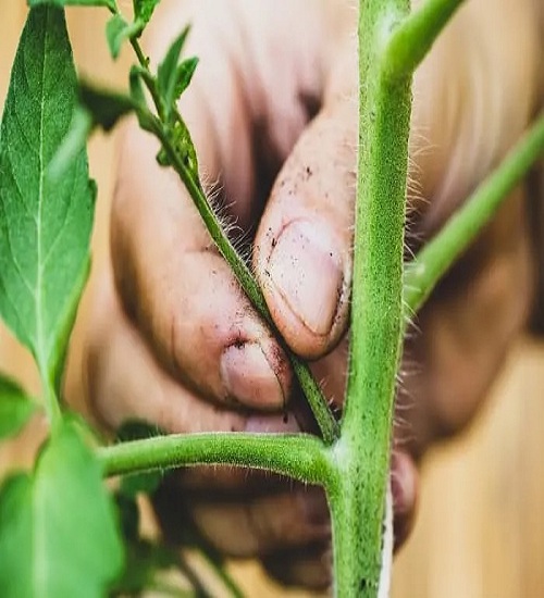 Prune Tomato Plants Properly