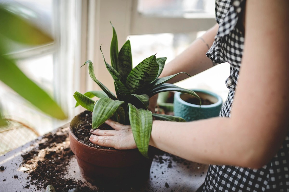 Repotting Your Snake Plant