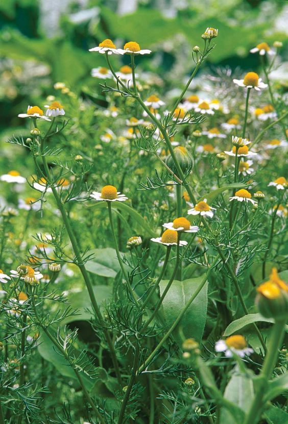 Roman Chamomile