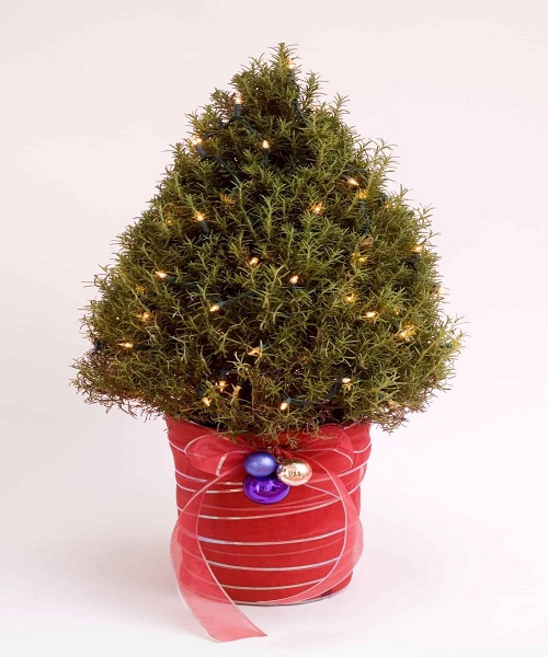 Rosemary-Christmas-Tree