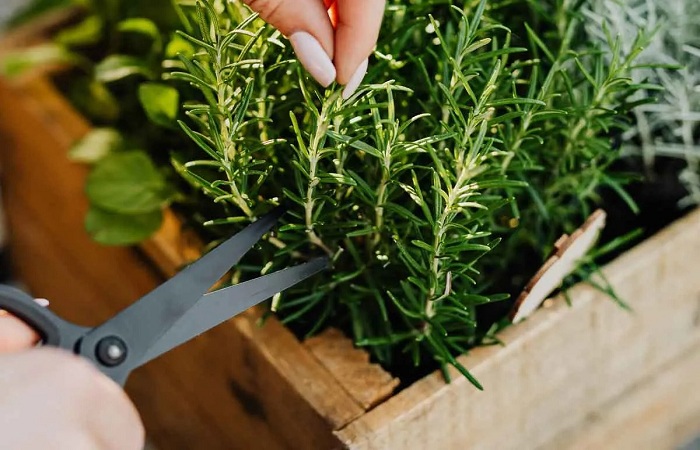 Smart Ways To Put This Amazing Herb To Work