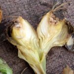 The 5 Most Common and Harmful Garlic Pests & How to Get Rid of Them