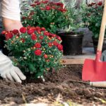 The 7 Most Effective Pest-Repelling Plants and How to Use Them in Your Garden