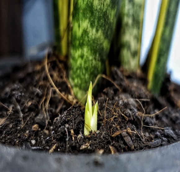 There are several pups on the plant