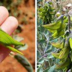 This Weird Plant Produces Beautiful Blooms Resembling Hummingbirds