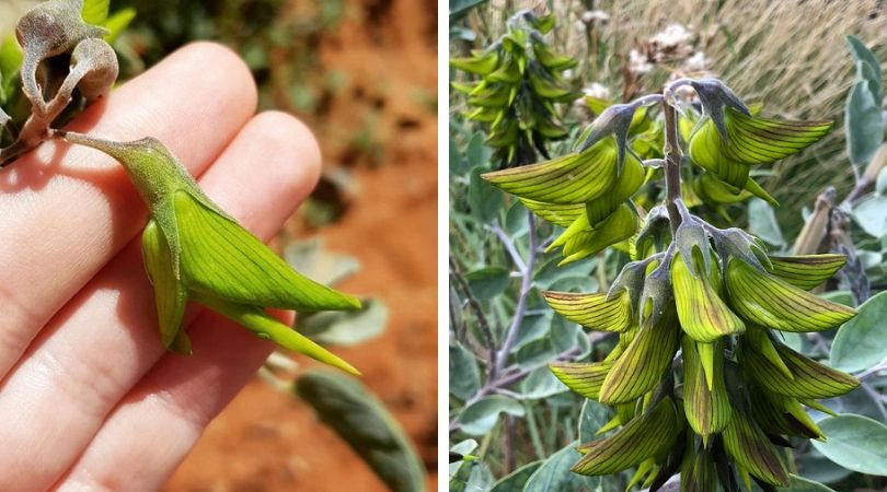 This Weird Plant Produces Beautiful Blooms Resembling Hummingbirds