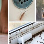 Top 10 Most Common Bugs That Crawl Into Your Home Every Fall