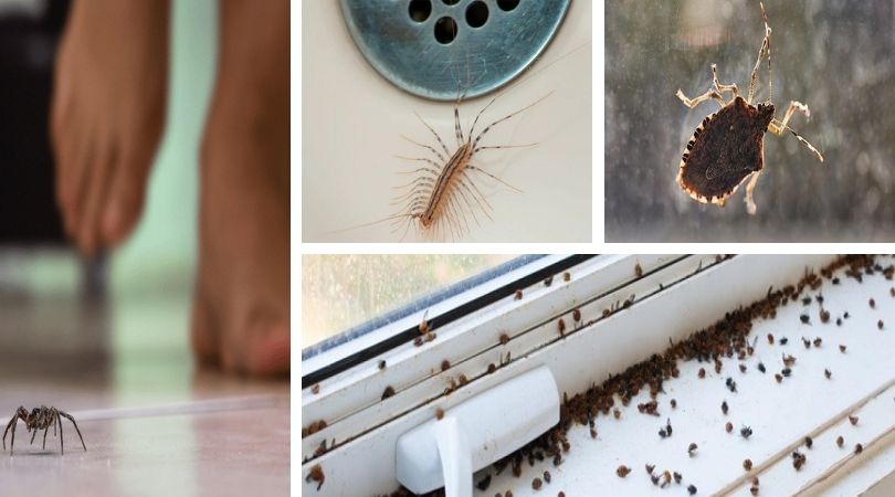 Top 10 Most Common Bugs That Crawl Into Your Home Every Fall
