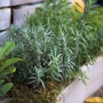 Perennial-Herbs-You-Can-Grow-Once-Enjoy-Forever