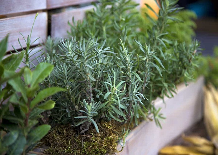 Perennial-Herbs-You-Can-Grow-Once-Enjoy-Forever