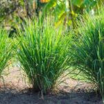 Top 10 reasons why you should plant lemongrass in your yard