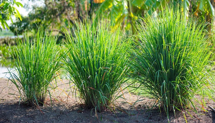 Top 10 reasons why you should plant lemongrass in your yard