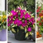 Top 17 Fall Plants that Thrive in Containers