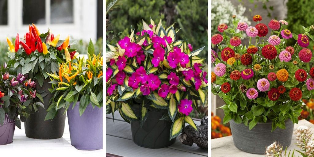 Top 17 Fall Plants that Thrive in Containers